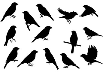 Obraz premium Silhouette Symphony