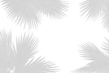 Fototapeta premium Realistic shadow overlay effect. Natural palm leaf shadows isolated on transparent background. Tropical coconut branch shade, foliage silhouette decoration. Design element for summer spring projects