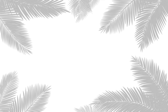 Realistic shadow overlay effect. Natural palm leaf shadows isolated on transparent background. Tropical coconut branch shade, foliage silhouette decoration. Design element for summer spring projects