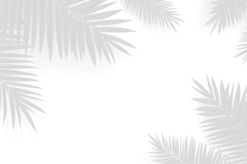 Realistic shadow overlay effect. Natural palm leaf shadows isolated on transparent background. Tropical coconut branch shade, foliage silhouette decoration. Design element for summer spring projects