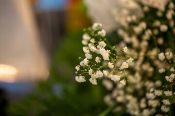 A delicate macro shot of white Baby's Breath Gypsophila flowers in a bouquet. A classic and romantic floral decoration for a wedding or celebration.