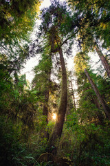 A Curved Redwood, Jedediah Smith Redwoods, Redwood National and State Parks, California