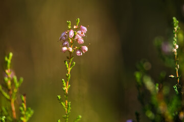 Pokryta rosą pajęczyna wśród kwitnącego wrzosu w cichym jesiennym lesie. © Elżbieta Kaps
