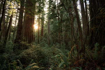 Twilight Glow in the Redwoods, Jedediah Smith Redwoods, Redwood National and State Parks, California