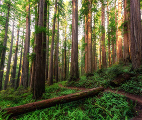 Stunning Path through the Redwoods, Jedediah Smith Redwoods, Redwood National and State Parks, California