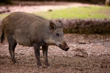 junge Bache - Wildschwein