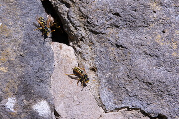 Feldwespen Nest in einer Mauer