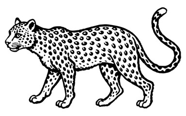 Hand-Drawn Realistic Leopard Illustration – Vintage Safari Wildlife Art.