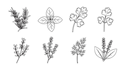 Collection of hand-drawn botanical illustrations of herbs and wildflowers vector