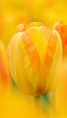 A photograph of a bright yellow tulip, almost filling the frame, with a soft and dreamy background that makes the flower the central object of attention, conveying its splendor