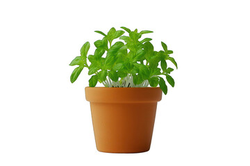 Obraz premium Basil plant in terracotta pot on black background