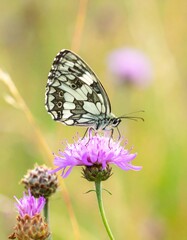 Obraz premium A marbled white butterfly rests delicately on a vibrant purple flower
