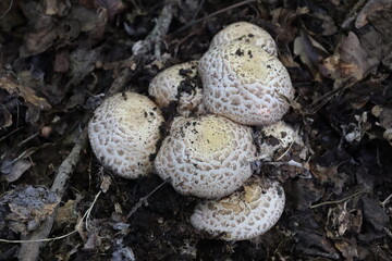 mushrooms on the ground