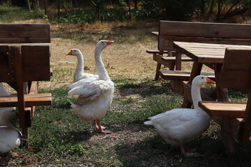 geese on the farm