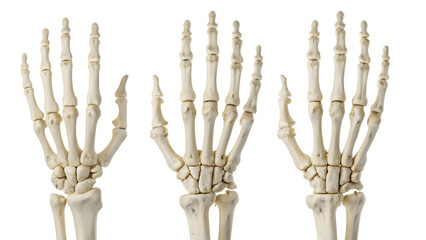 Three skeletal hands isolated on transparent background in a studio shot