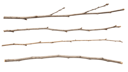 Collection of dry tree branches isolated on transparent background