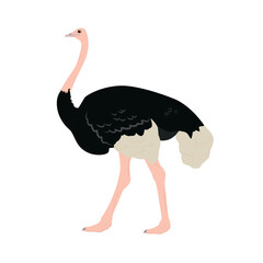 flat vector side view of an ostrich