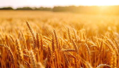 Golden Wheat Field at Sunset: A Harvest Symphony