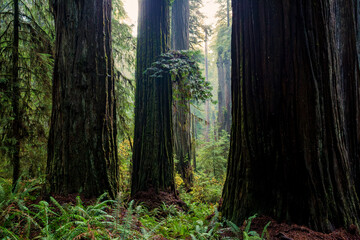 The Mist of Dusk in the Redwoods, Jedediah Smith Redwoods, Redwood National and State Parks, California
