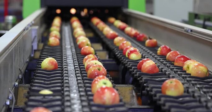 Clean and fresh apples moving along a conveyor and being sorted by machine in a fruit processing facility, ready for packaging and distribution to markets and supermarkets, close up - indoors footage