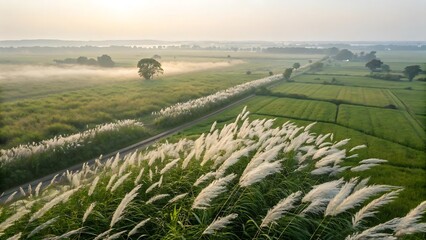 Beautiful White Wild Sugarcane Kash or Kans Grass in India in a field