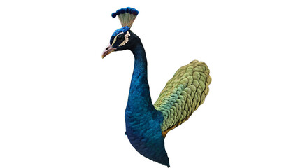 Fototapeta premium Magnificent peacock with stunning plumage displays vibrant blues and greens in an elegant pose