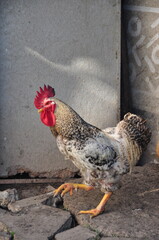 Півень на сірому фоні