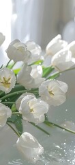White Flowers With Water Splashes, Blooming in Spring, Beautiful Bouquet, Peaceful Light Background 