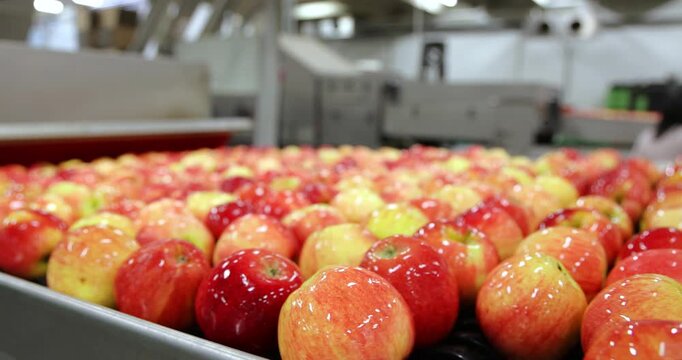 Clean and fresh apples, after being washed, moved, and rolled along a conveyor for machine sorting in a fruit processing facility, are ready for packaging and distribution to markets and supermarkets.