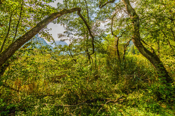 Obraz premium Ufer Bruchwald