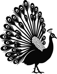 Fototapeta premium Elegant silhouette of a peacock displaying its vibrant tail feathers silhouette
