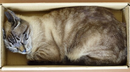 Peaceful Resting Cat in Cardboard Box