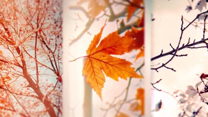 Cozy Autumn Leaves on Branches with Warm Sunlight – Seasonal Fall Nature Backgrounds and Foliage Wallpaper Collection