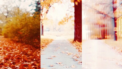 Cozy Autumn Leaves on Branches with Warm Sunlight – Seasonal Fall Nature Backgrounds and Foliage Wallpaper Collection