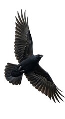 Obraz premium Black Crow in Flight, Focused, Powerful.