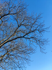 Branches of spreading large old tree without leaves without leaves on blue sky background in autumn - winter season. Close-up. Copy space. Selective focus.