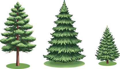 Obraz premium Coniferous tree silhouette set, pine tree comparison, forest elements, black outline, nature design, botanical shapes, vector illustration, evergreen trees