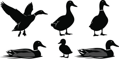 Fototapeta premium Duck silhouette set, flying duck, swimming duck, standing duck, duckling pose, black white contrast, wildlife illustration, bird design, nature art