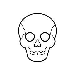 Outline drawing of a skull