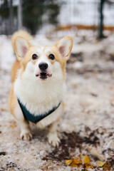 In a snowy landscape, a playful corgi stands proudly, showcasing its fluffy coat and delightful personality