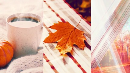 Cozy Autumn Leaves on Branches with Warm Sunlight – Seasonal Fall Nature Backgrounds and Foliage Wallpaper Collection