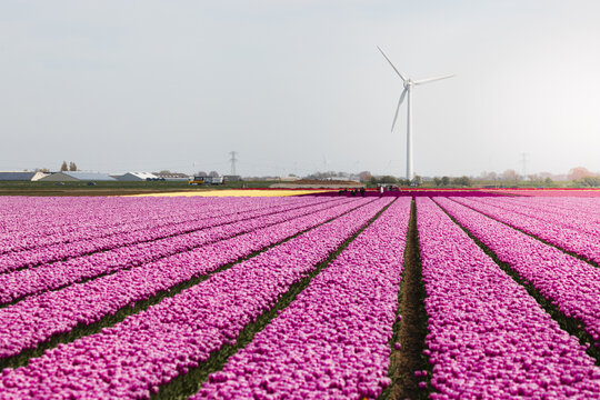 View of vivid pink tulip fields stretch towards the horizon under the glow of a bright sky, with a solitary wind turbine standing tall, Lisse, Netherlands.