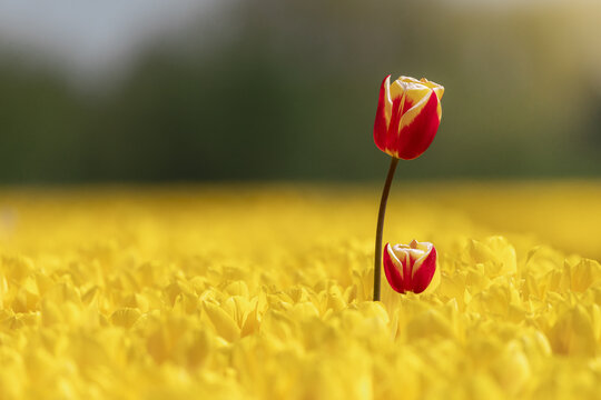 View of striking red and yellow tulips rising above a radiant sea of yellow blooms, bathed in soft light, Lisse, South Holland, Netherlands.