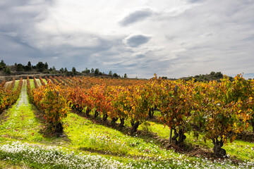 Autumn vineyards in La Rioja Spain with warm colors and sunlit rows of vines for clarity background and branding composition