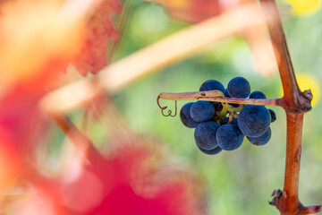 Close up of grapes in La Rioja Spain vineyards during autumn harvest, clarity background for wine branding and editorial use