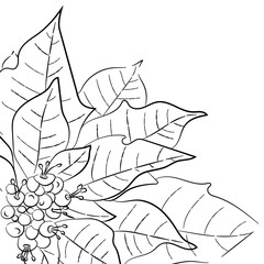 Hand Drawn of Poinsettia, Drawing Sketch, Monochrome, Christmas Flower, Aesthetic Line Art, Poinsettia Doodle, Black