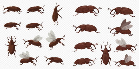 Multiple brown weevils in various poses, some with wings extended, against a transparent background.