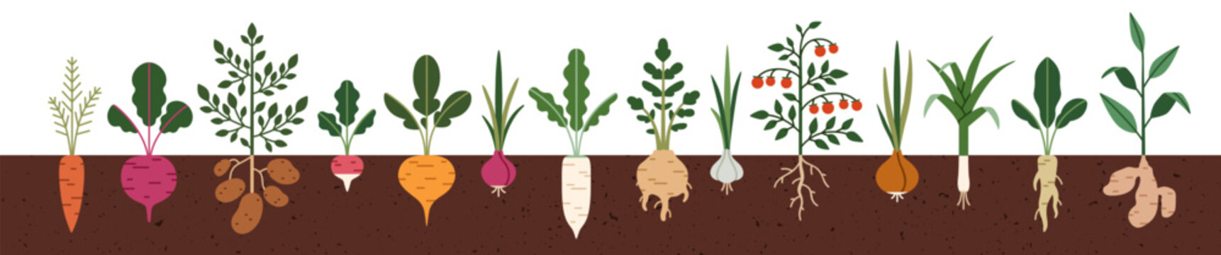 Vegetable roots in soil, underground. Farm crops, agriculture harvest, food plants growing under ground. Field carrot, beet, potato in garden bed. Flat vector illustration isolated on white background