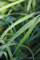 Bright fresh green grass with water droplets and morning dew and a blurred green background. Macro morning photography Grass, dew droplets in close-up