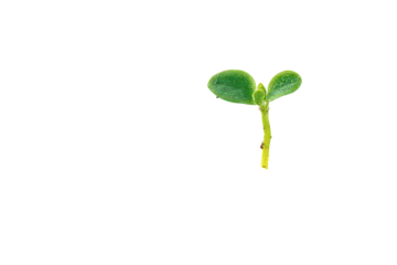 Green Sprout with Water Droplets on Black Background